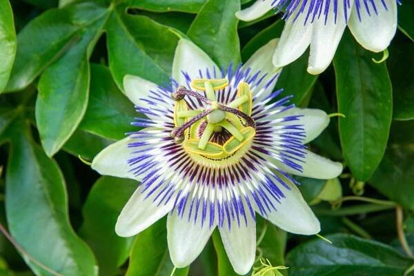 Passiflora caerulea (Zdroj: Shutterstock)
