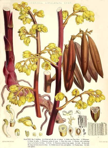 Angiosperm families - Orchidaceae Juss. 