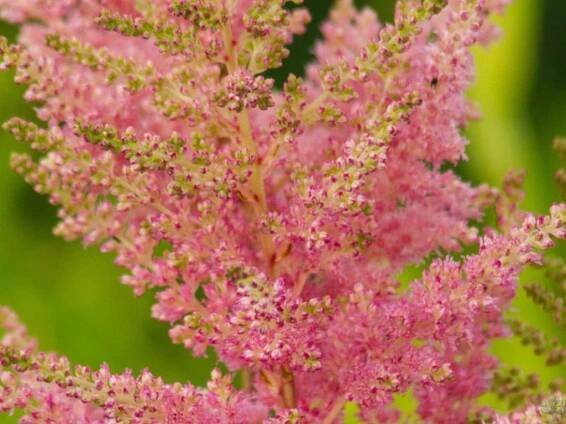 Čechrava Arendsova 'Elizabeth Bloom ®' - Astilbe arendsii 'Elizabeth Bloom'