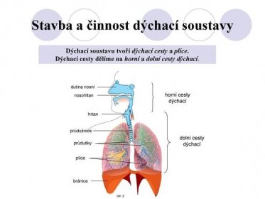 Dýchací soustavu tvoří dýchací cesty a plíce. Dýchací cesty dělíme na horní a dolní cesty dýchací. obr. 2. dutina nosní. nosohltan. horní cesty dýchací. hrtan. průdušnice. dolní cesty dýchací. průdušky. plíce. bránice.