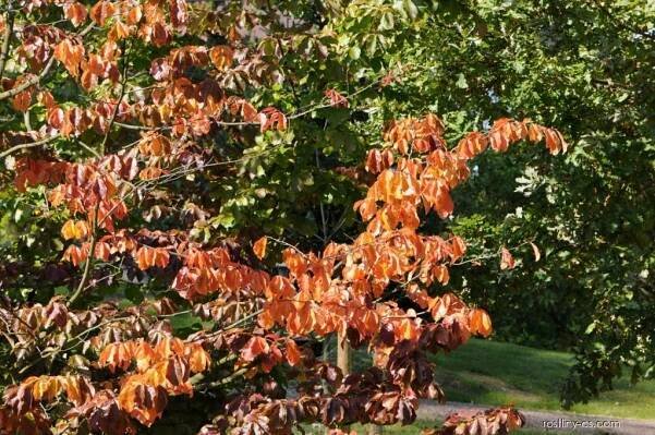 Parocie perská (Parrotia persica)