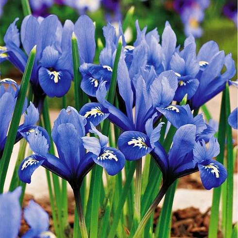 Iris Reticulata Žilkovaný Harmony 10 ks Irisy cibulky kosatců Kosaciec
