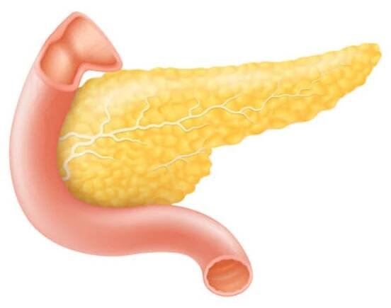 pankreas, vektor anatomie lidského vnitřního orgánu ilustrace na bílém pozadí, plochý design - žlučník stock ilustrace