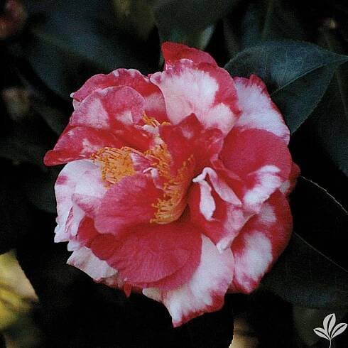 PICTURES - Cam Too Camellia Nursery