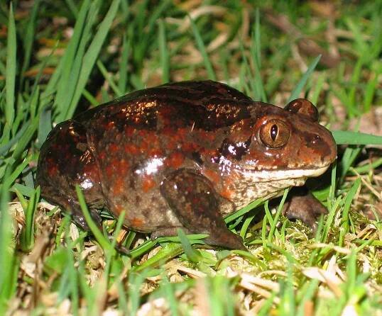Pelobates fuscus - blatnice skvrnitá