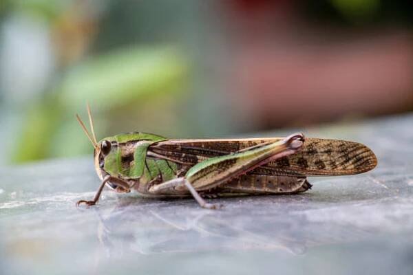 velká stěhovavá sarančata odpočívající před odletem.  locusta migratoria. - acrididae - stock snímky, obrázky a fotky