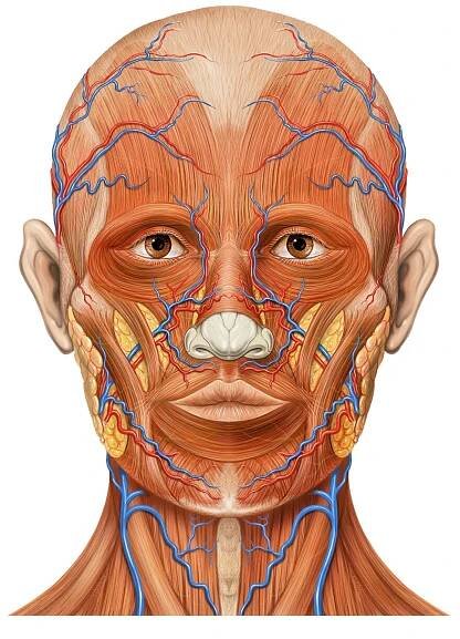 File:Head ap anatomy.jpg - Wikimedia Commons