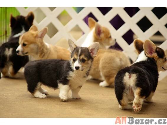 Pembroke Welsh Corgi Pembroke štěňata