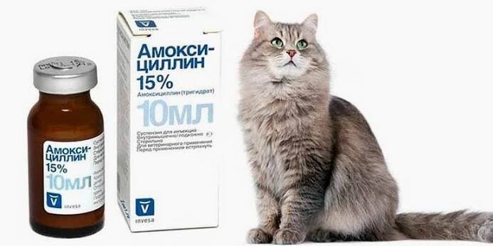 Mohu své kočce podat antibiotikum amoxicilin?