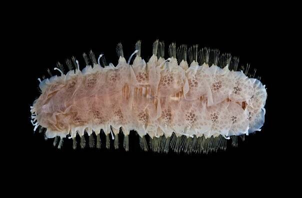 Polynoidae