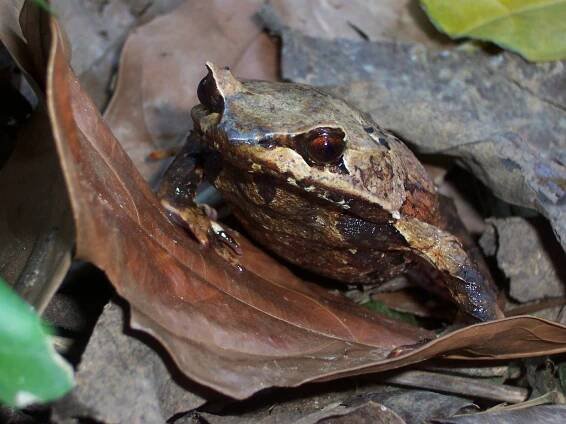 Megophrys