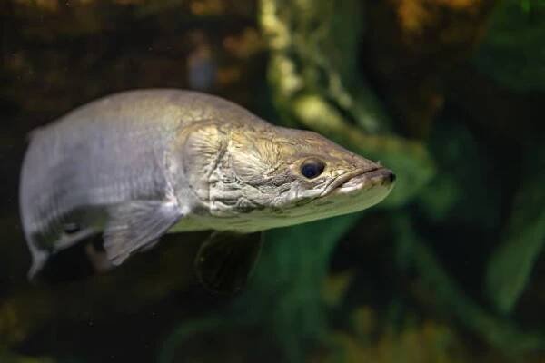 Portrét arapaima gigas nebo pirarucu ryb pod vodou tropické řeky Amazonky. Divoká zvěř v přírodě. Selektivní zaostření stock fotka