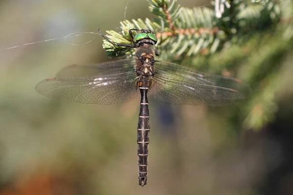 Somatochlora hudsonica