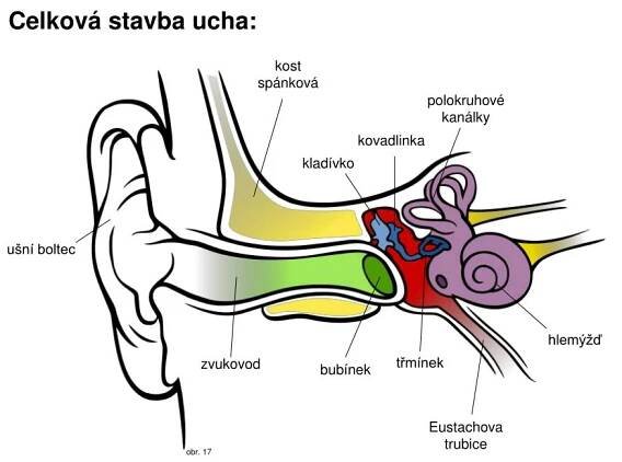 PPT - Smyslové orgány 1 PowerPoint Presentation, free download - ID:3373973