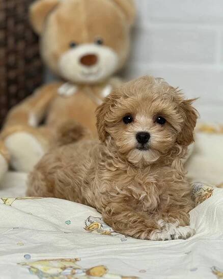 Maltipoo