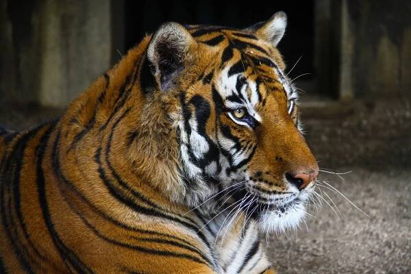 Tiger Zoo Mačka - Fotografia zdarma na Pixabay