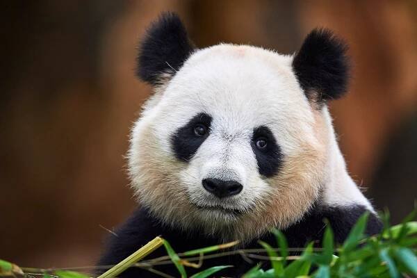 Pandy v zoologickém chovu mají narušený biorytmus, podobně jako lidé při noční směně, tvrdí vědci