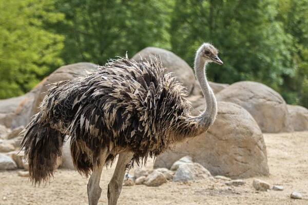 Savanne – Tierpark Berlin