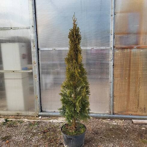 Thuja occ.Golden Brabant 130-140 cm - Zahradnictví Munzar
