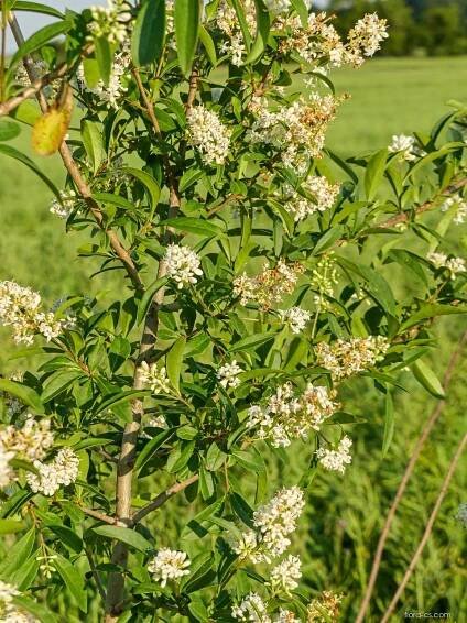 Ptačí zob obecný (Ligustrum vulgare), větve, větévky