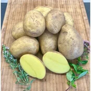Scuk.cz BIO nové rané brambory Impala - typ B, min. 2 kg