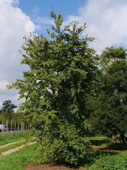 Carpinus turczaninowii | habr Turčaninovův - Van den Berk školky