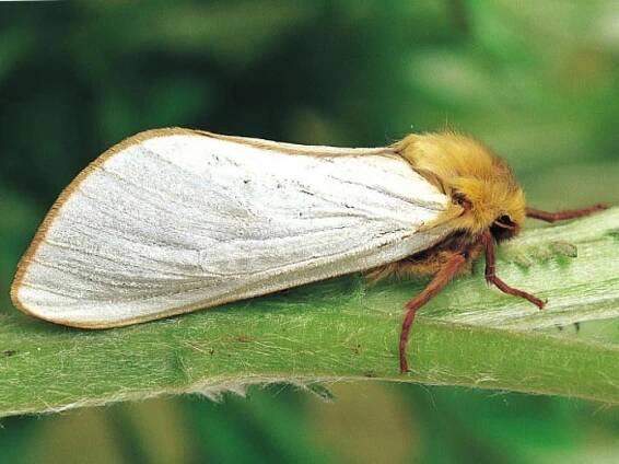 Ghost Moth