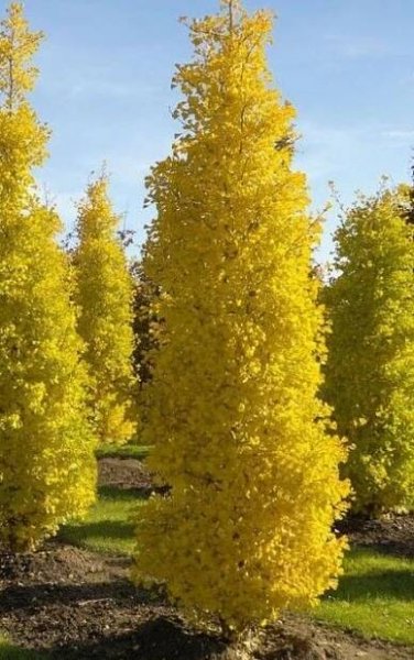 Ginkgo biloba (čínská) na bonsaji 3 semena pro dům a zahradu Rostlina v podobě ostatní