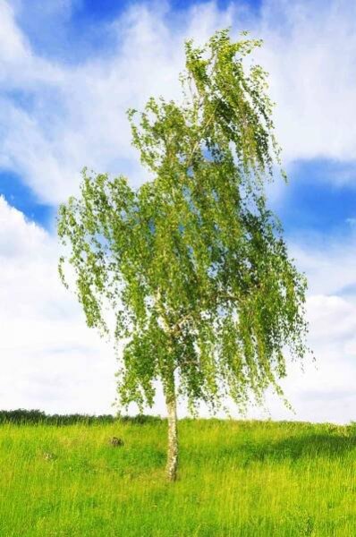 Weeping birch tree