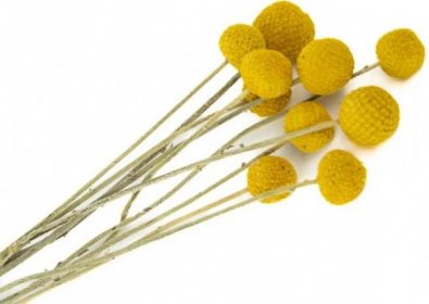 Sušené květiny kuličky velké - Craspedia Billy Button 10ks - žluté
