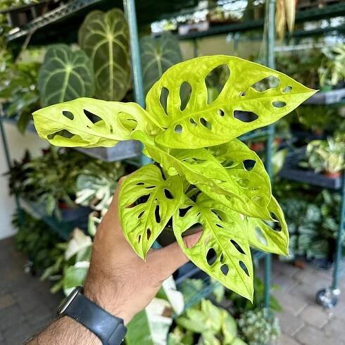 4” Monstera adansonii - Neon Madonna - mega rare!