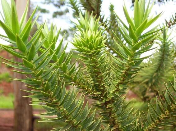 Blahočet | Araucaria araucana