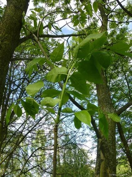 Jasan pensylvánský - větévka s mladým listem (Fraxinus pennsylvanica)