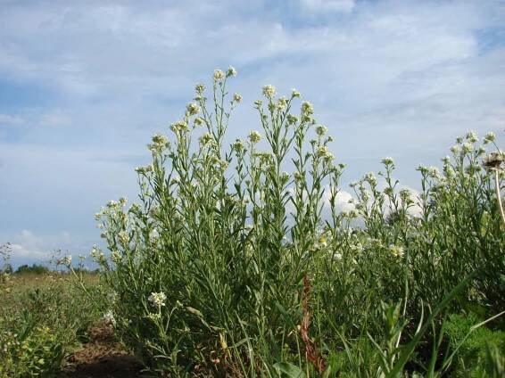brukvovité- BRASSICACEAE – 2. stránka – PlantaNaturalis.com