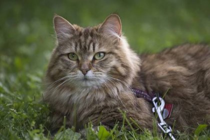How to Adopt a Rescued Siberian Cat (& Where to Find One)
