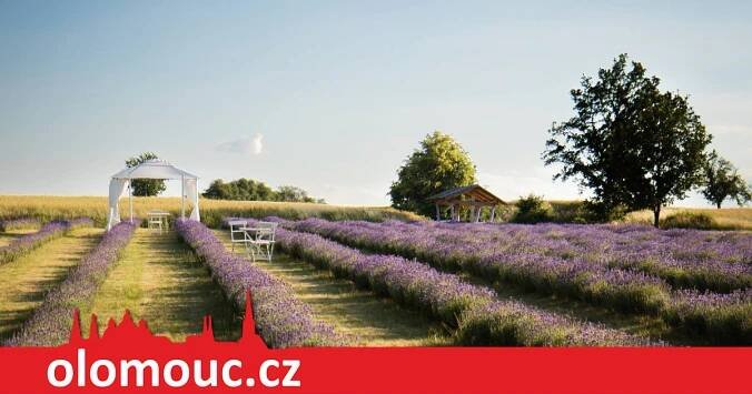 Bezděkov u Úsova: Objevte kouzlo moravské Provence a navštivte statek provoněný levandulí - OLOMOUC.CZ