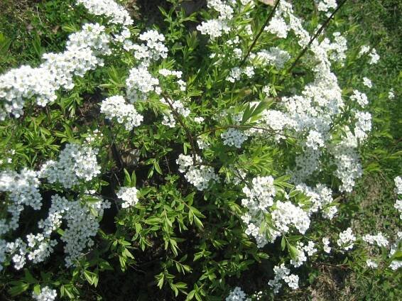 Spiraea x cinerea ``Grefsheim``