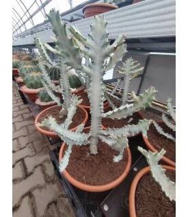 Euphorbia lactea v. alba