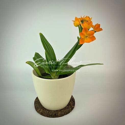 Kdy kvete Ornithogalum?