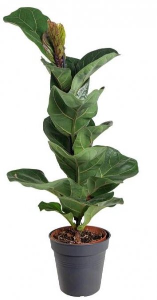 Fíkus, Ficus lyrata Bambino, Fíkus lyrový, skladem