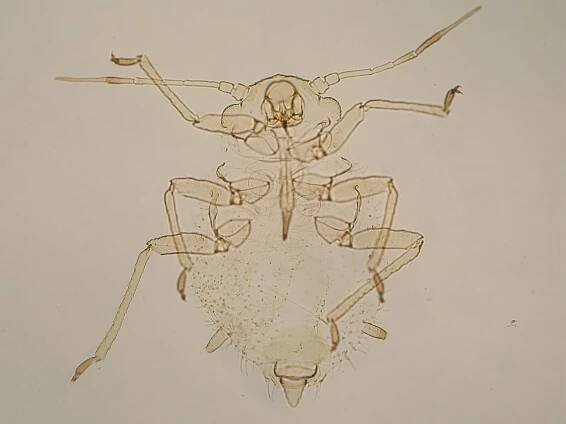 Coloradoa heinzei (Borner)