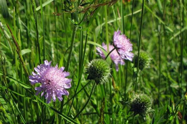 Chrastavec rolní (Knautia arvensis)