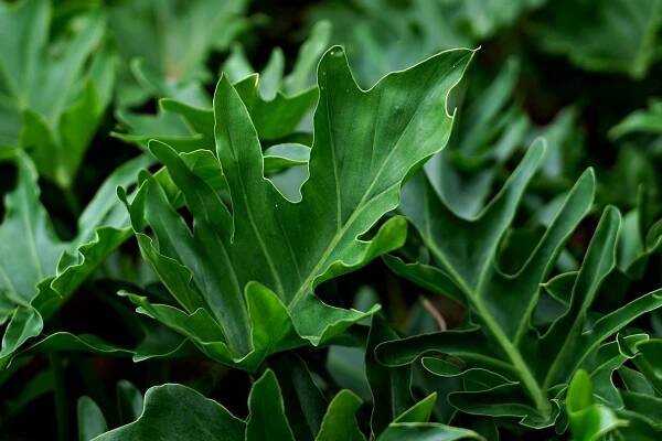 Filodendron Listy Rostlin - Fotografie zdarma na Pixabay