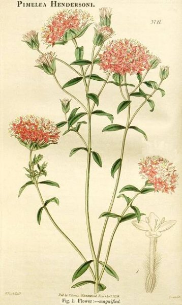 Angiosperm families - links to images 