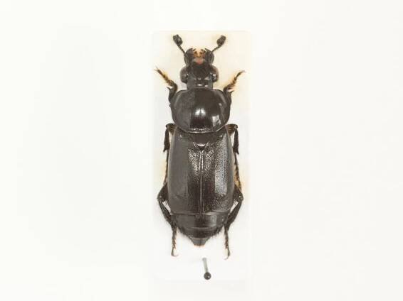Vzácný, velký Nicrophorus germanicus, ČR - Sběratelství