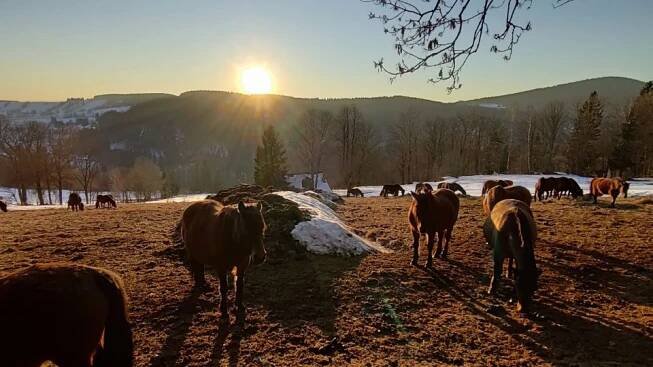 Stáda krásných huculských koní na farmě Hucul v Krkonoších | foto: Pavla Marešová - archiv farmy Hucul