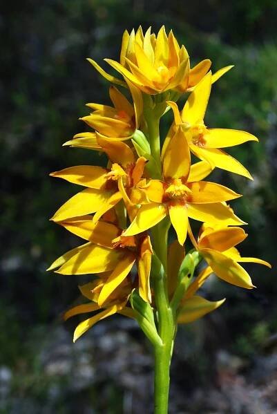 Thelymitra dedmaniarum