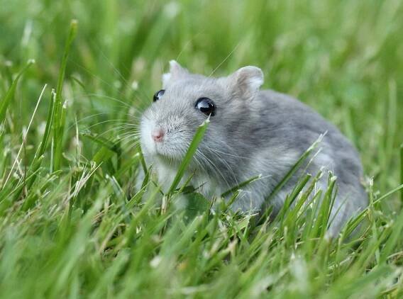 Soubor:Phodopus sungorus (Gandalf).JPG – Wikipedie