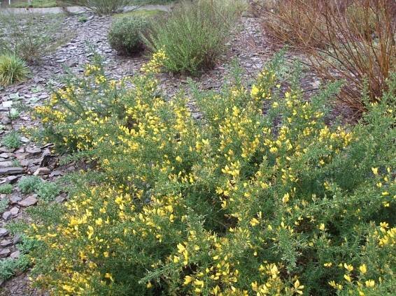 Ulex