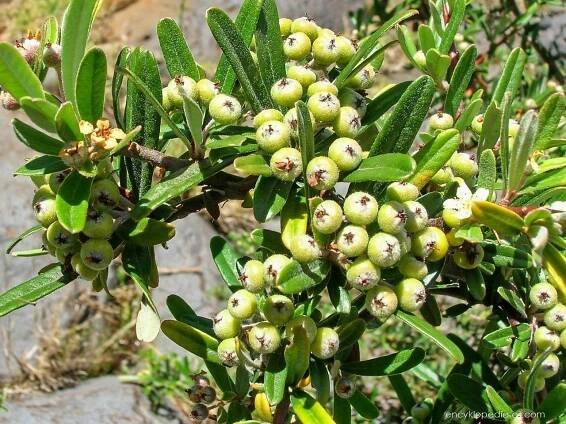 Hlohyně úzkolistá (Pyracantha angustifolia), plody, plodenství